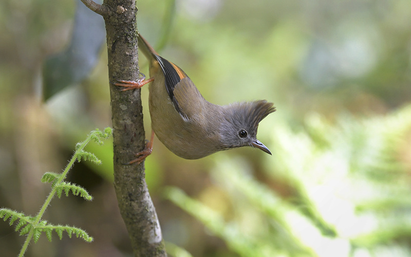 Stripe-throated Yuhina (Yuhina gularis) at Phia Oac-Phia De Birding Trails - Northern Vietnam. Photo by: Bui Duc Tien - Vietnam Bird Photography Tours - Vietbirdphototours.com